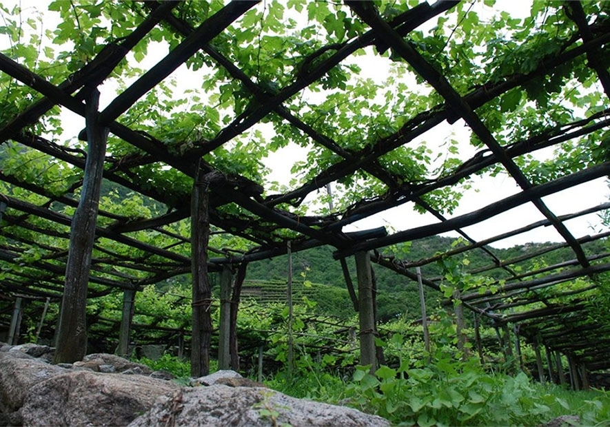 Valle Dora Baltea, Carema. Viticoltura eroica