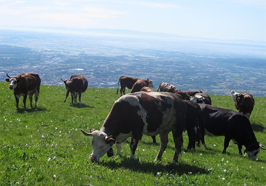 Valle di Oropa. Gustando il lavoro di montagna